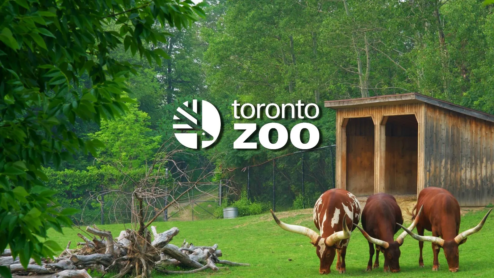 Toronto Zoo shares update on last year’s ransomware attack